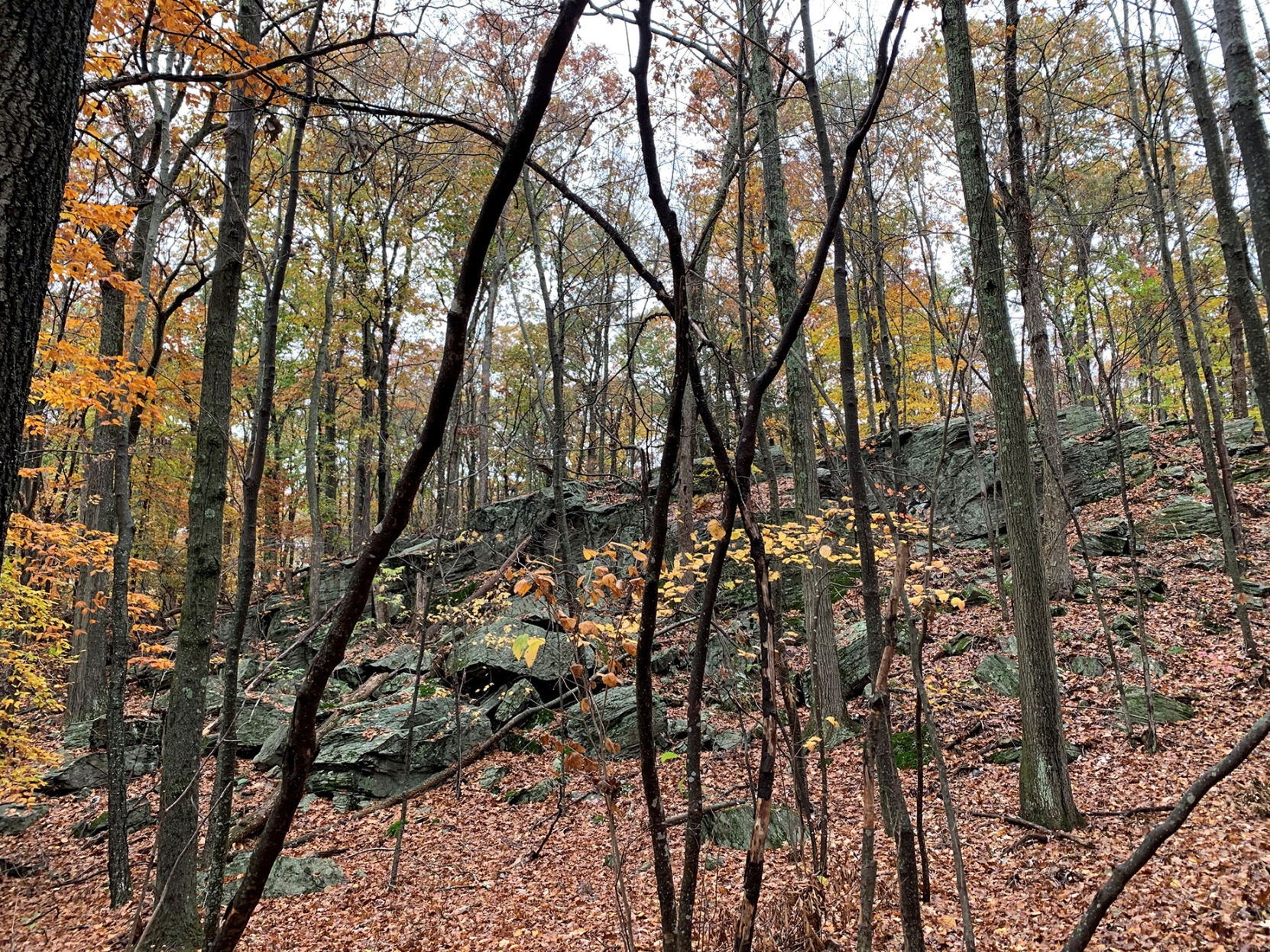 Couple Donates Family Woods as Roxbury Land Trust Preserve